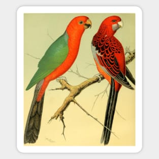 Colorful Birds of the Amazon: 1878 naturalist illustration Sticker